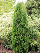 Thuja occidentalis 'Zákány Sövény' 
